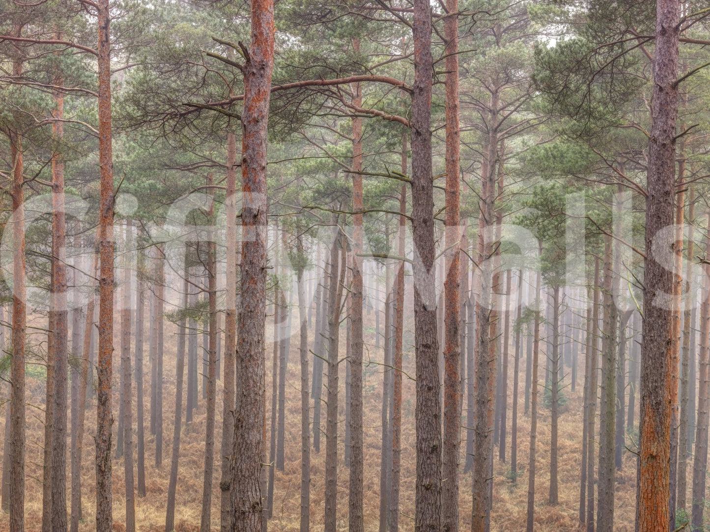 The overall feeling is one of being in nature.

