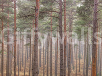 The overall feeling is one of being in nature.

