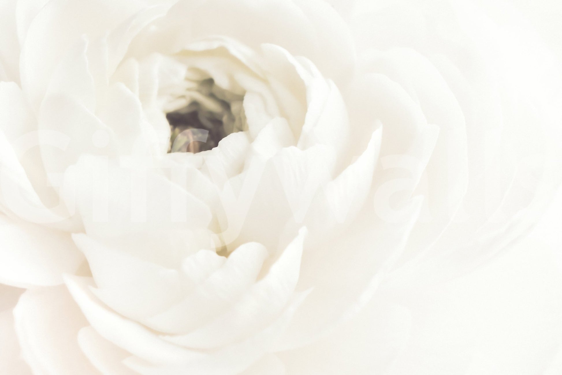 A high-quality serene flower wall mural for walls.