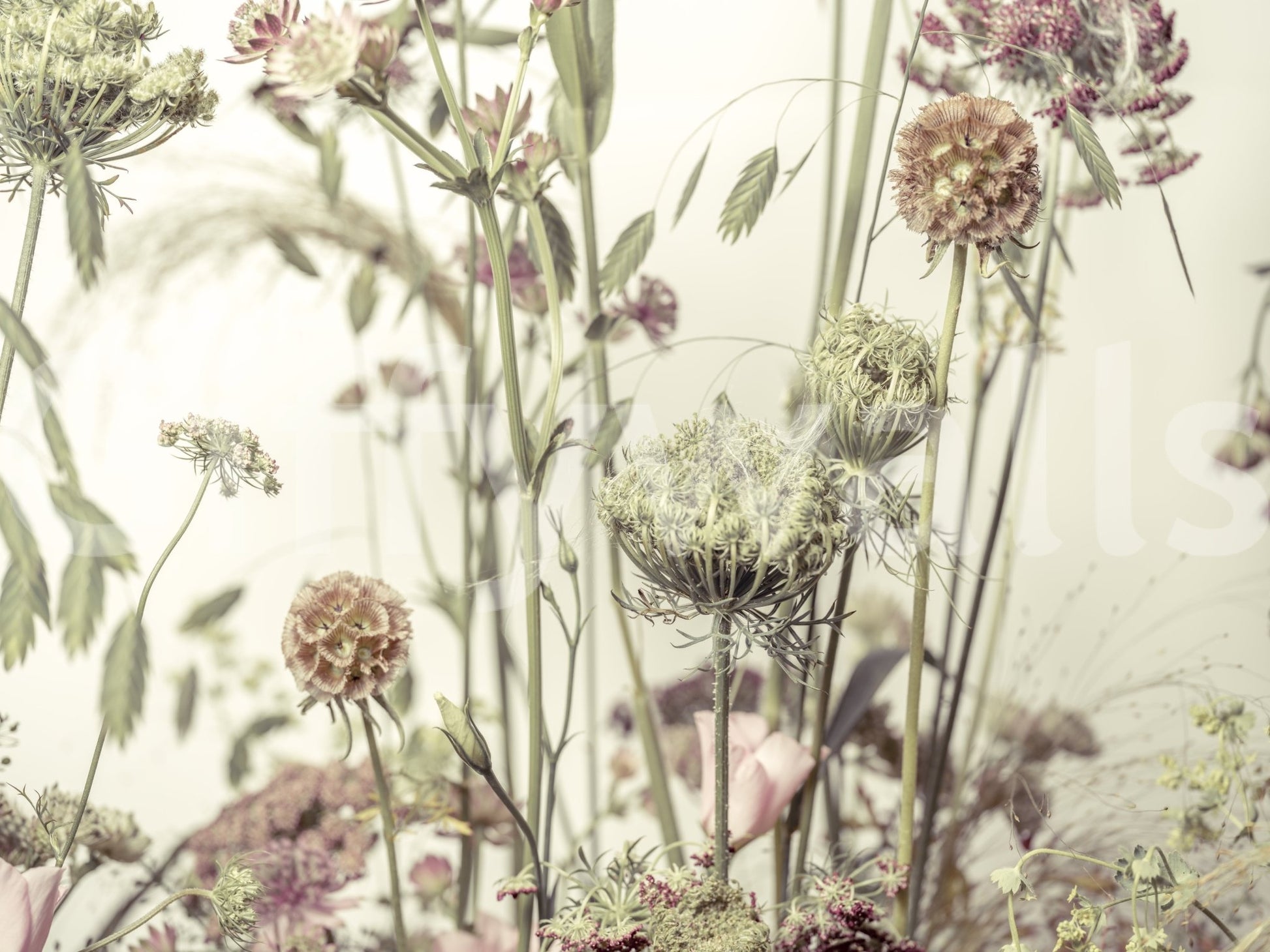 Wildflower Waltz Wall Mural