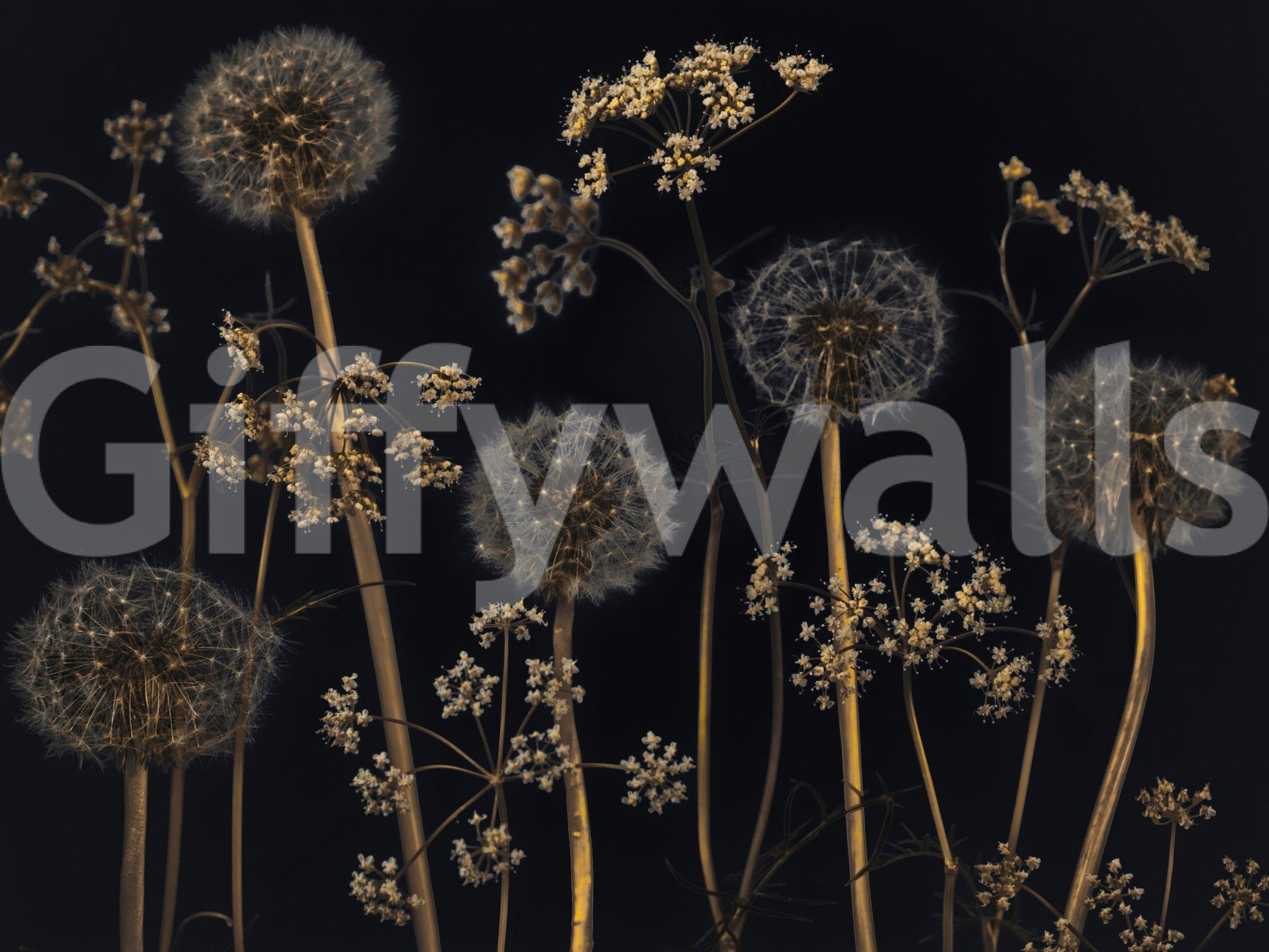 Wildflower Wonderland wallpaper mural fluffy seed heads on golden stems.