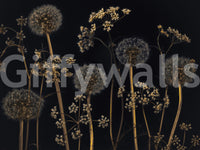 Wildflower Wonderland wallpaper mural fluffy seed heads on golden stems.