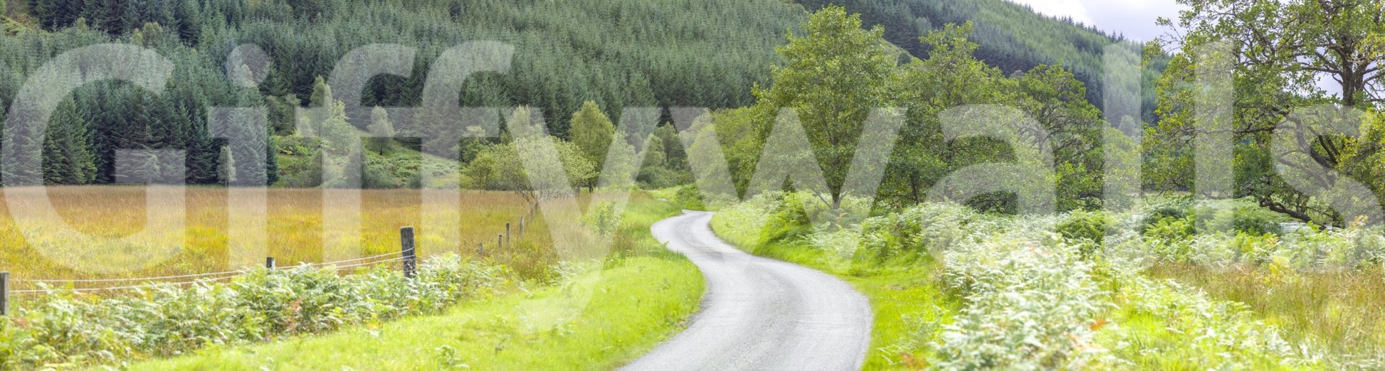 Peaceful natural design of the Winding Way Serenity Wall Mural.