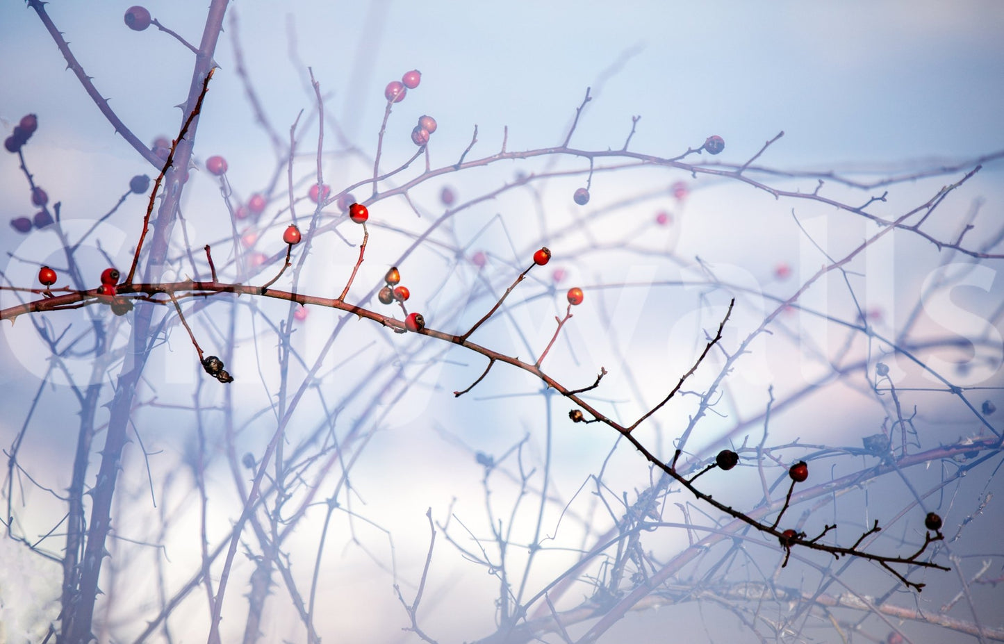 Winter Berries on Twigs - Nature Photography Print Wall Mural
