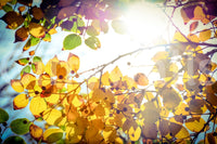 A radiant tree canopy fills the Winter Is Finally Here wall mural GD4949
