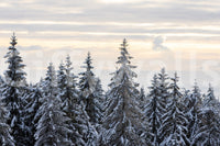 Winter Pine Serenity Wall Mural