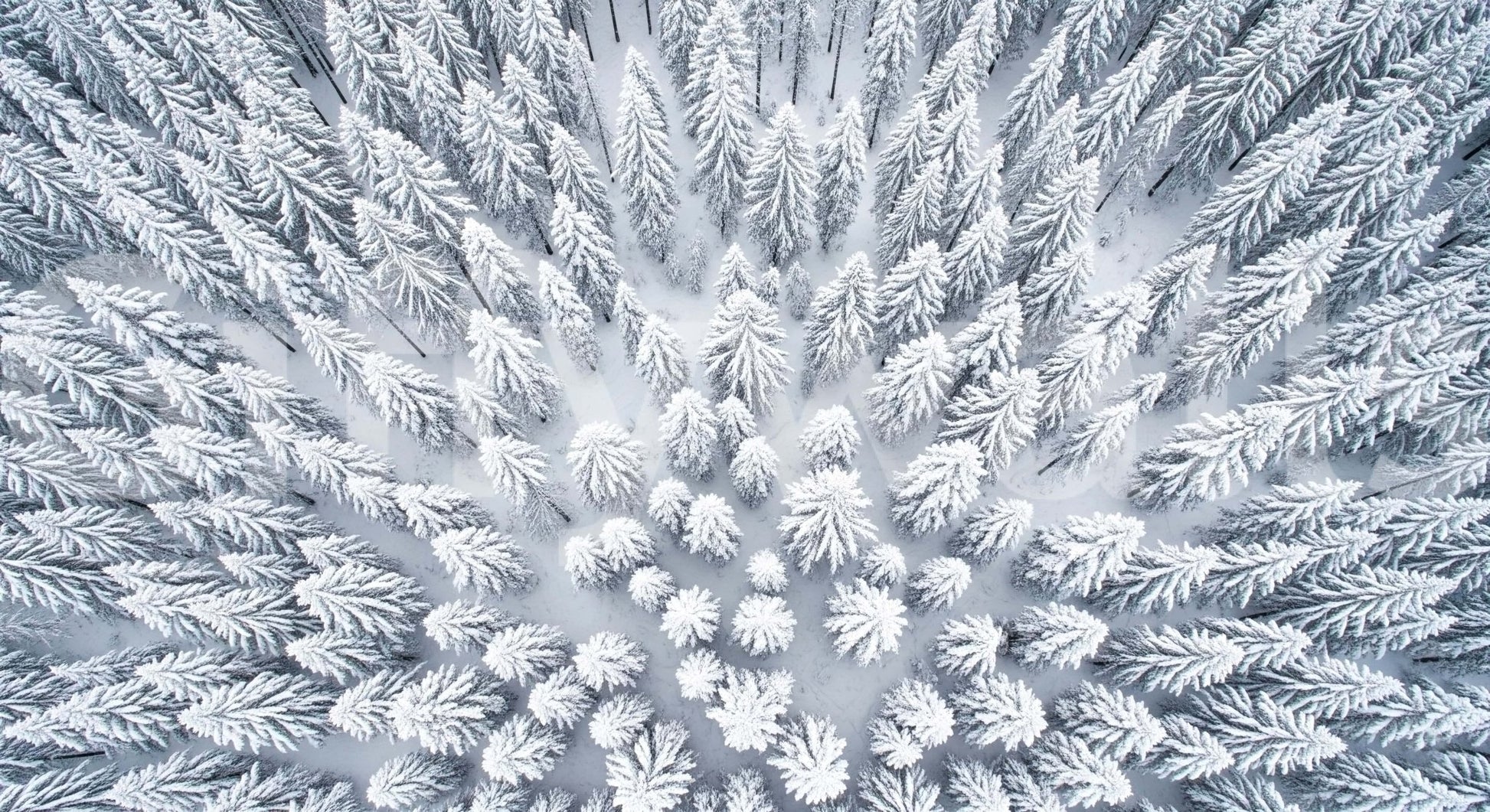 Winter's Embrace Wall Mural in a contemporary flat with clean lines wallpaper.