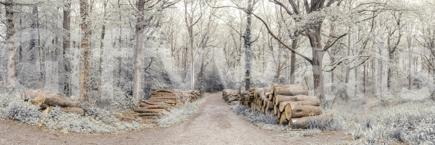 Woodland Chronicles Wall Mural