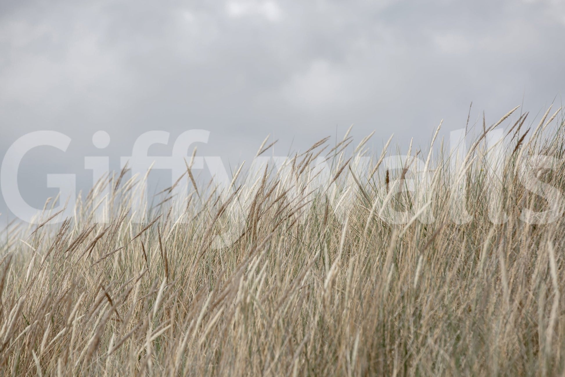 Elegant Woodland Grass mural, long stalks, sophisticated interior finish.