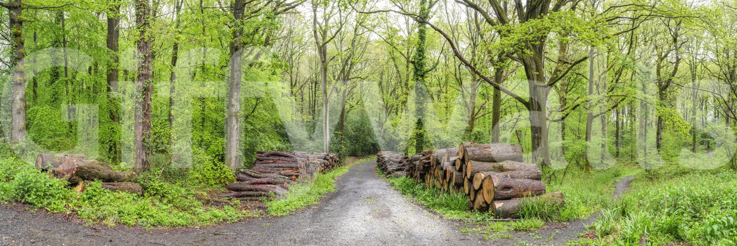 Realistic woodland Woodland Harmony Wall Mural wall covering.