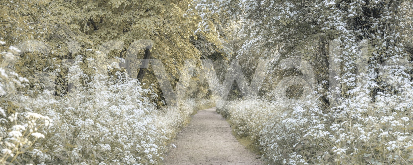 Fresh green path mural through quiet woods

