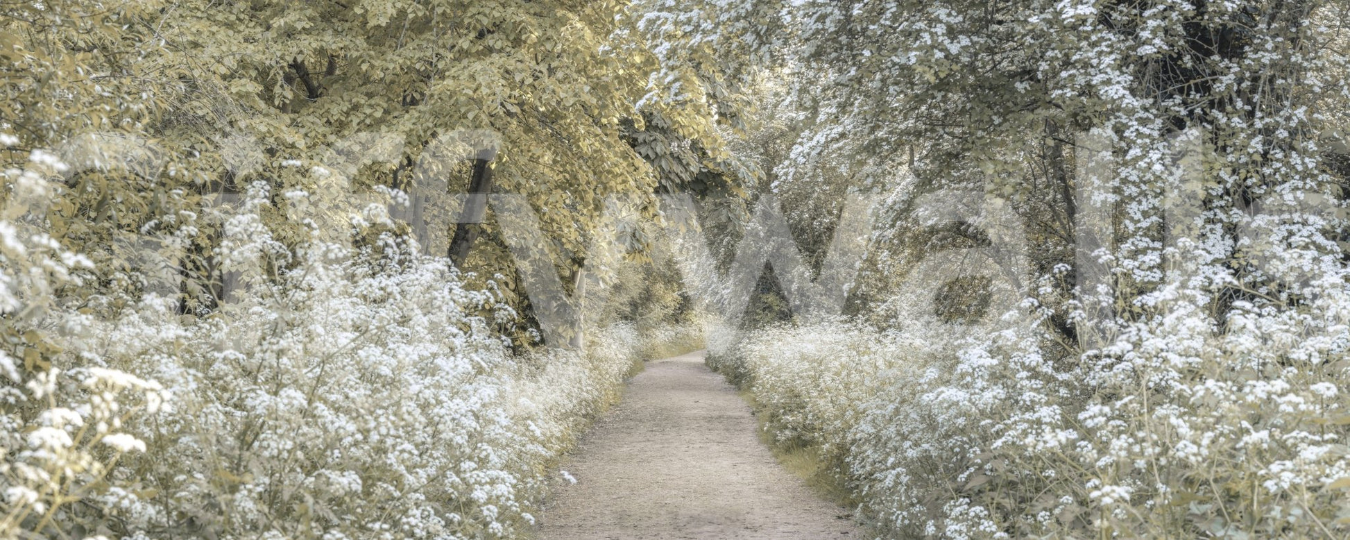 Fresh green path mural through quiet woods


