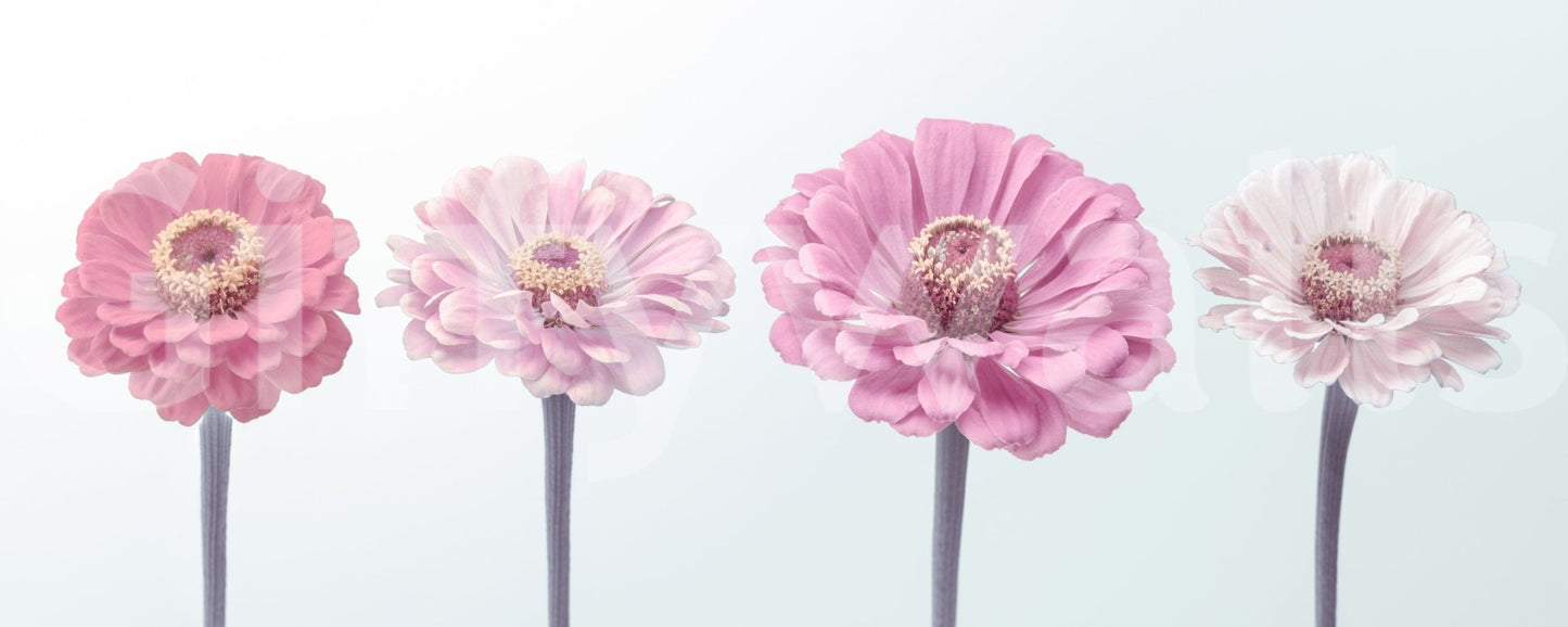 Colourful Zinnia Dream wallpaper for a home office feature wall.