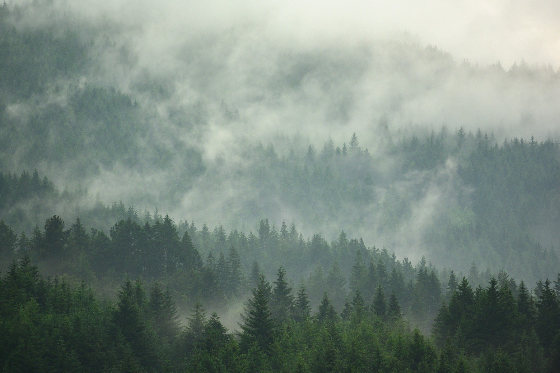 Misty Forest Dark Foggy Forest HD phone wallpaper  Pxfuel
